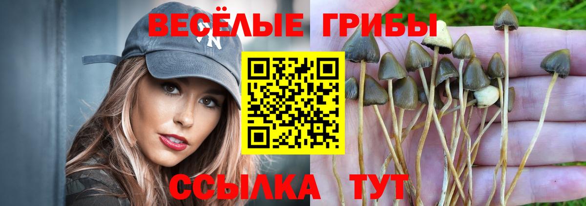 Галлюциногенные грибы Psilocybe  Вход с VPN  сколько стоит  Анжеро-Судженск 